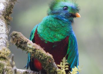 quetzal guatemala foto uri morataya – SoyMigrante.com REVISTA – SoyMigrante.com REVISTA