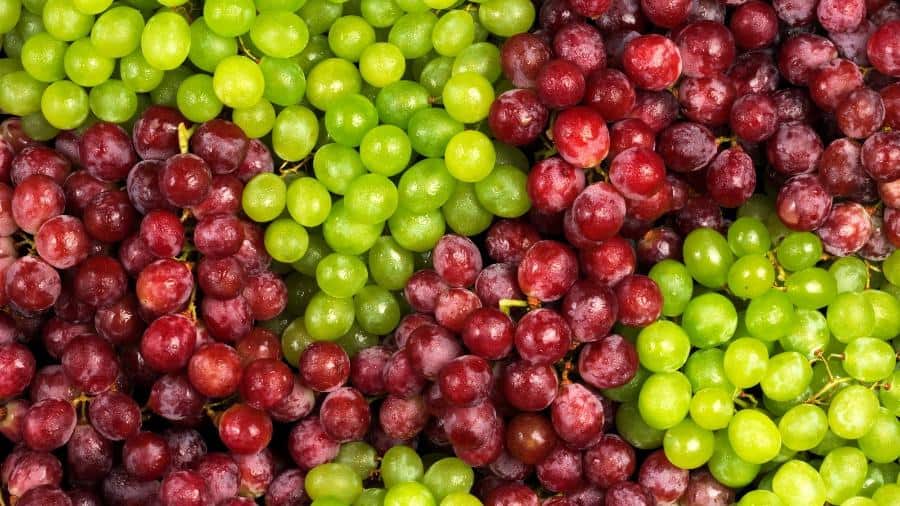 Las uvas ayudan a mejorar la digestión. (Foto: Envato) – SoyMigrante.com REVISTA Las uvas ayudan a mejorar la digestión. (Foto: Envato) – SoyMigrante.com REVISTA
