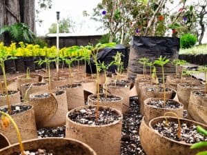 El vivero de la ciudad de Guatemala, es uno de los más visitados. (Foto: Municipalidad de Guatemala) – SoyMigrante.com REVISTA El vivero de la ciudad de Guatemala, es uno de los más visitados. (Foto: Municipalidad de Guatemala) – SoyMigrante.com REVISTA