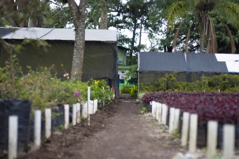 Los viveros de la Ciudad de Guatemala, son encantadores y llenos de vida. (Foto: Municipalidad de Guatemala) – SoyMigrante.com REVISTA Los viveros de la Ciudad de Guatemala, son encantadores y llenos de vida. (Foto: Municipalidad de Guatemala) – SoyMigrante.com REVISTA