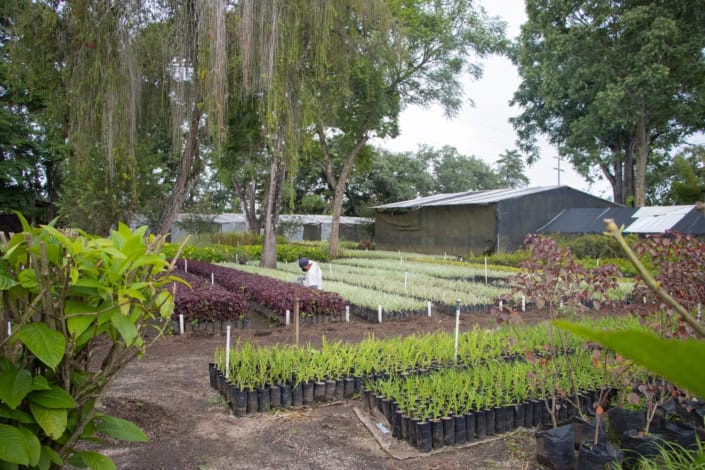 Los viveros están abiertos al público y son lugares a cargo de la municipalidad de Guatemala. (Foto: Municipalidad de Guatemala) – SoyMigrante.com REVISTA Los viveros están abiertos al público y son lugares a cargo de la municipalidad de Guatemala. (Foto: Municipalidad de Guatemala) – SoyMigrante.com REVISTA