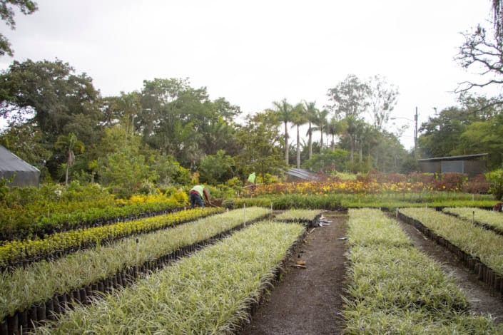 Los viveros de la Ciudad de Guatemala, están abiertos al público. (Foto: Municipalidad de Guatemala) – SoyMigrante.com REVISTA Los viveros de la Ciudad de Guatemala, están abiertos al público. (Foto: Municipalidad de Guatemala) – SoyMigrante.com REVISTA