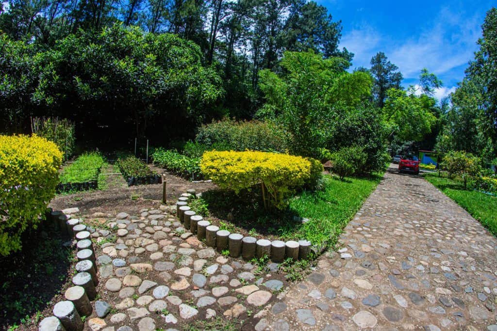 El vivero de la Ciudad de Guatemala es uno de los más grandes. (Foto: Municipalidad de Guatemala) – SoyMigrante.com REVISTA El vivero de la Ciudad de Guatemala es uno de los más grandes. (Foto: Municipalidad de Guatemala) – SoyMigrante.com REVISTA