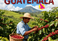 CAFE GUATEMALTECO productores locales MERCADO 2 – SoyMigrante.com REVISTA