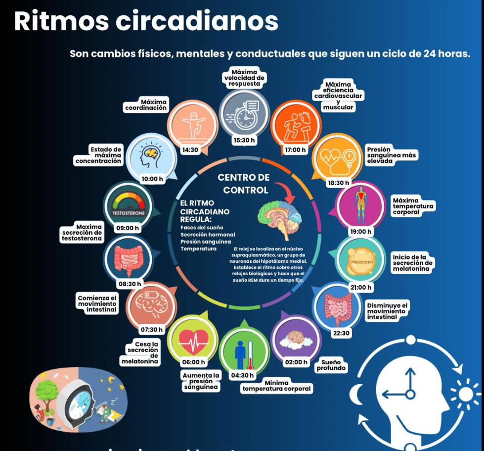 Gráfico de los ciclos o ritmos circadianos: una representación de cómo varían las condiciones corporales y mentales a lo largo de un día. Es una aproximación que cada persona adapta según sus ocupaciones, pero que en el caso de países con cambio de horario de verano, tienen un impacto mayor sobre este ciclo. (Gráfico Instituto de Neurociencias de Puebla, México) – SoyMigrante.com REVISTA