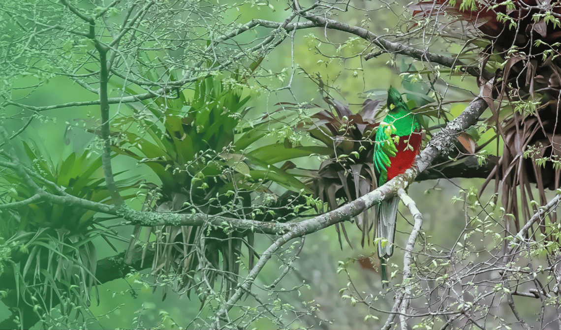 foto quetzal 2026 fotógrafo ottoniel supertramp – SoyMigrante.com REVISTA