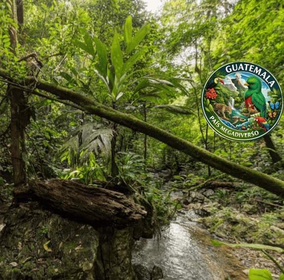 Cerro San Gil, reserva ecoturística de bosque tropical en Izabal, Guatemala: recorrido virtual 360