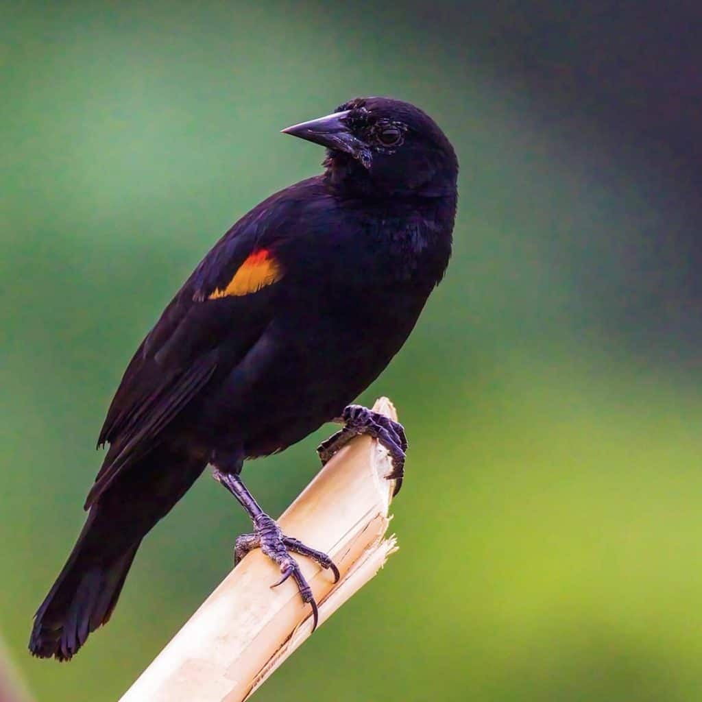 Sargento (Agelaius Phoeniceus) se caracteriza por esa pequeña mancha amarilla en el ala, que puede parecer el galón de un militar. Captado en la Reserva Bocas del Polochic, Izabal)
