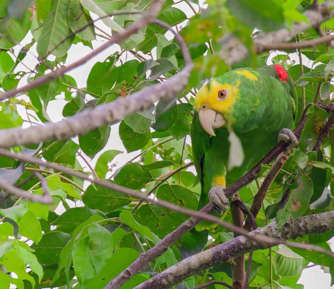 El loro cabeza amarilla (Amazona Oratrix) es una especie en peligro de extinción debido a que sus nidos son saqueados por traficantes de fauna, para robar los pichones que son revendidos ilegalmente. Nunca adquieras esta especie porque estás contribuyendo a su desaparición y te puede acarrear consecuencias penales. (Fotografía Ottoniel Supertramp)