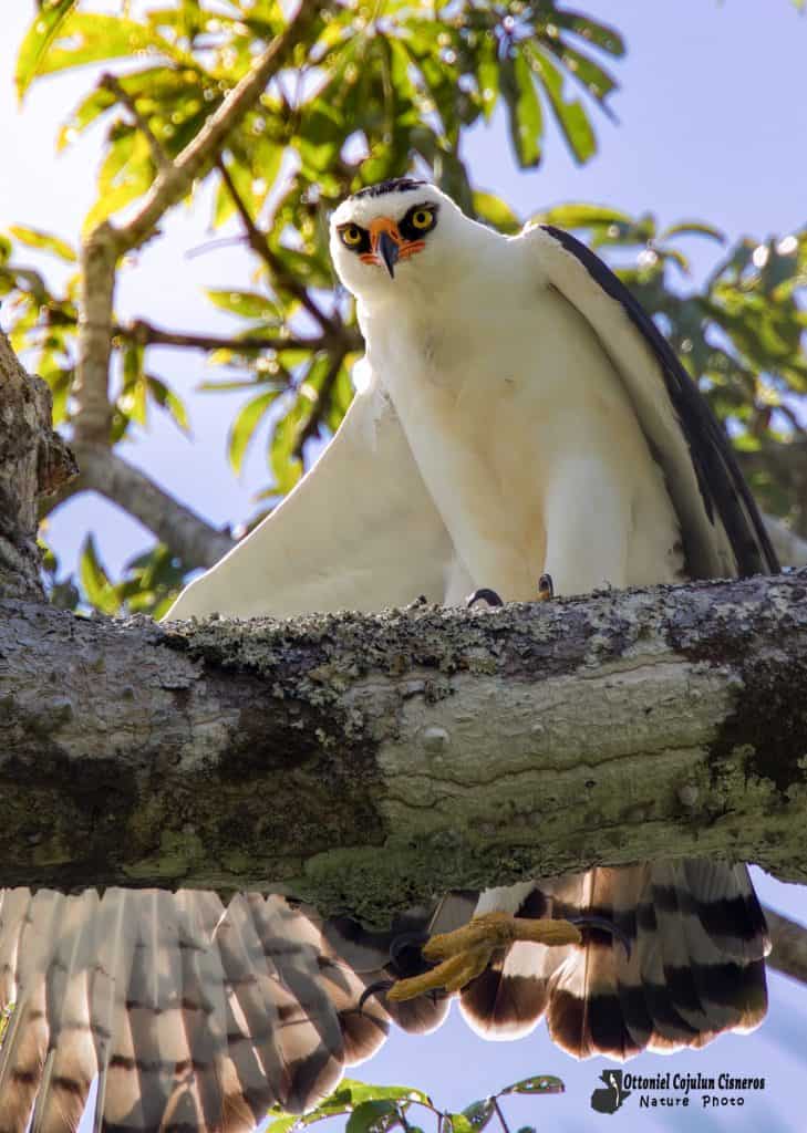 El águila viuda o blanquinegra (Spizaetus melanoleucus), habita en América, México y Sudamérica hasta el norte de Argentina. Puede medir hasta 70 centímetros. Ejemplar captado en la Biósfera Maya: la comunidad Carmelita, San Andrés, Petén. (Fotografía Ottoniel Supertramp)