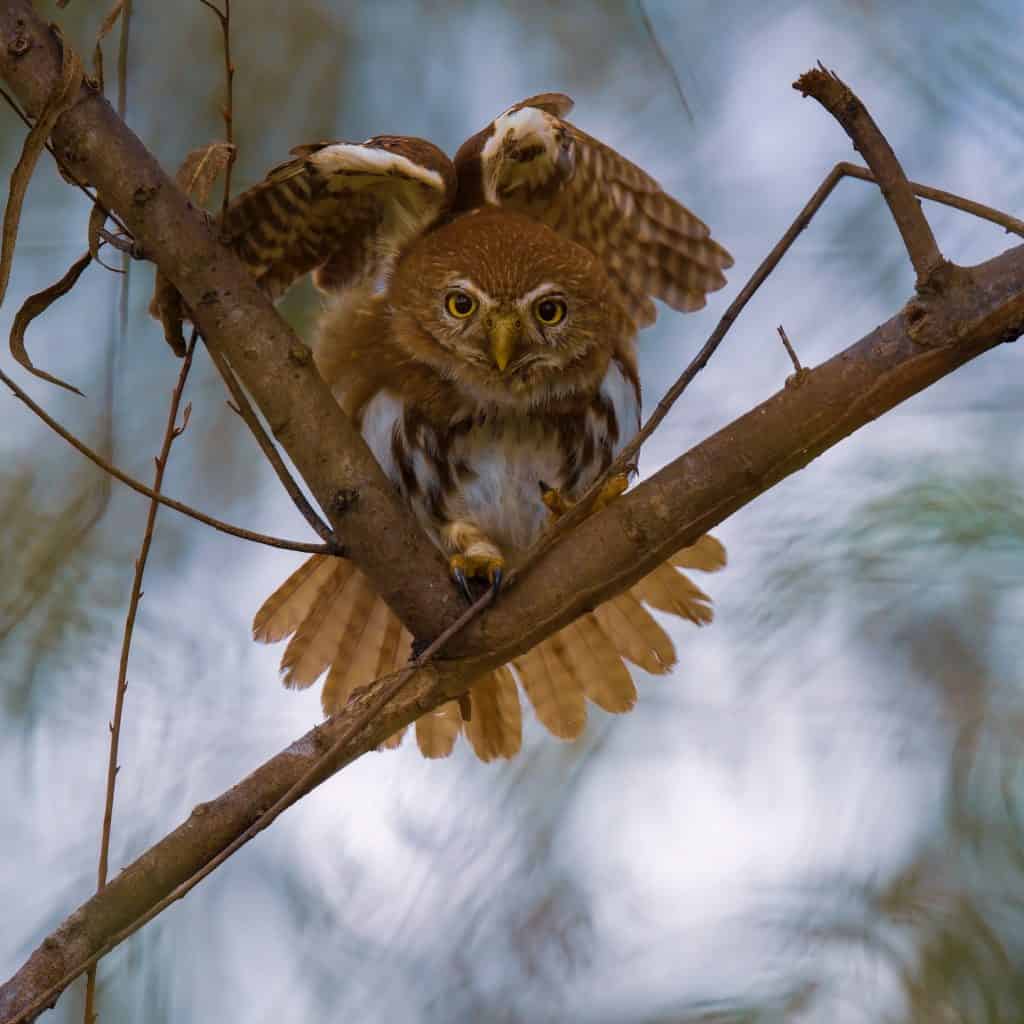 Aurorita (Glaucidium Brasilianum) es un ave rapaz de pequeñas dimensiones, que puede ser nocturna y también diurna. Extendida desde Arizona hasta América del Sur. Ejemplar captado en Laguna del Pino, Santa Rosa. (Fotografía Ottoniel Supertramp)