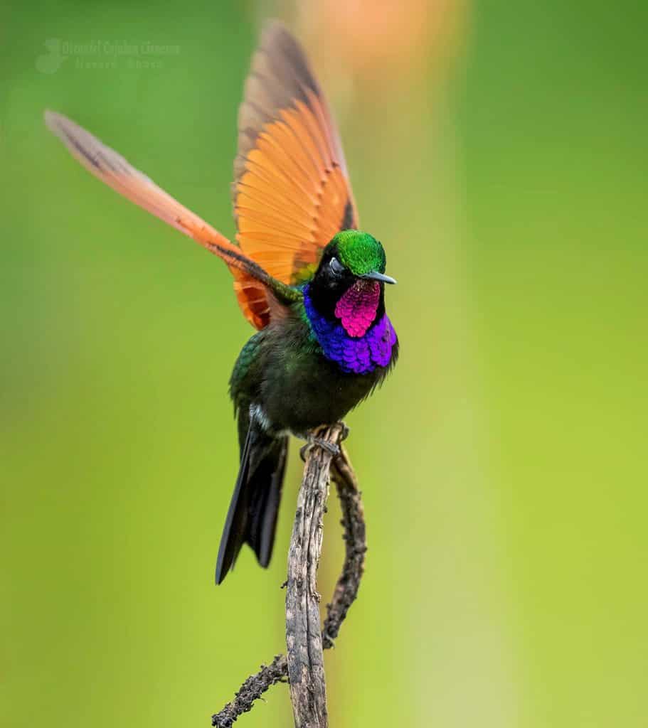 Colibrí alicastaño​ (Lamprolaima rhami), también denominado colibrí de garganta garnet es nativo del centro y sur de México y norte de América Central. Fotografíado en el Bosque Nuboso.