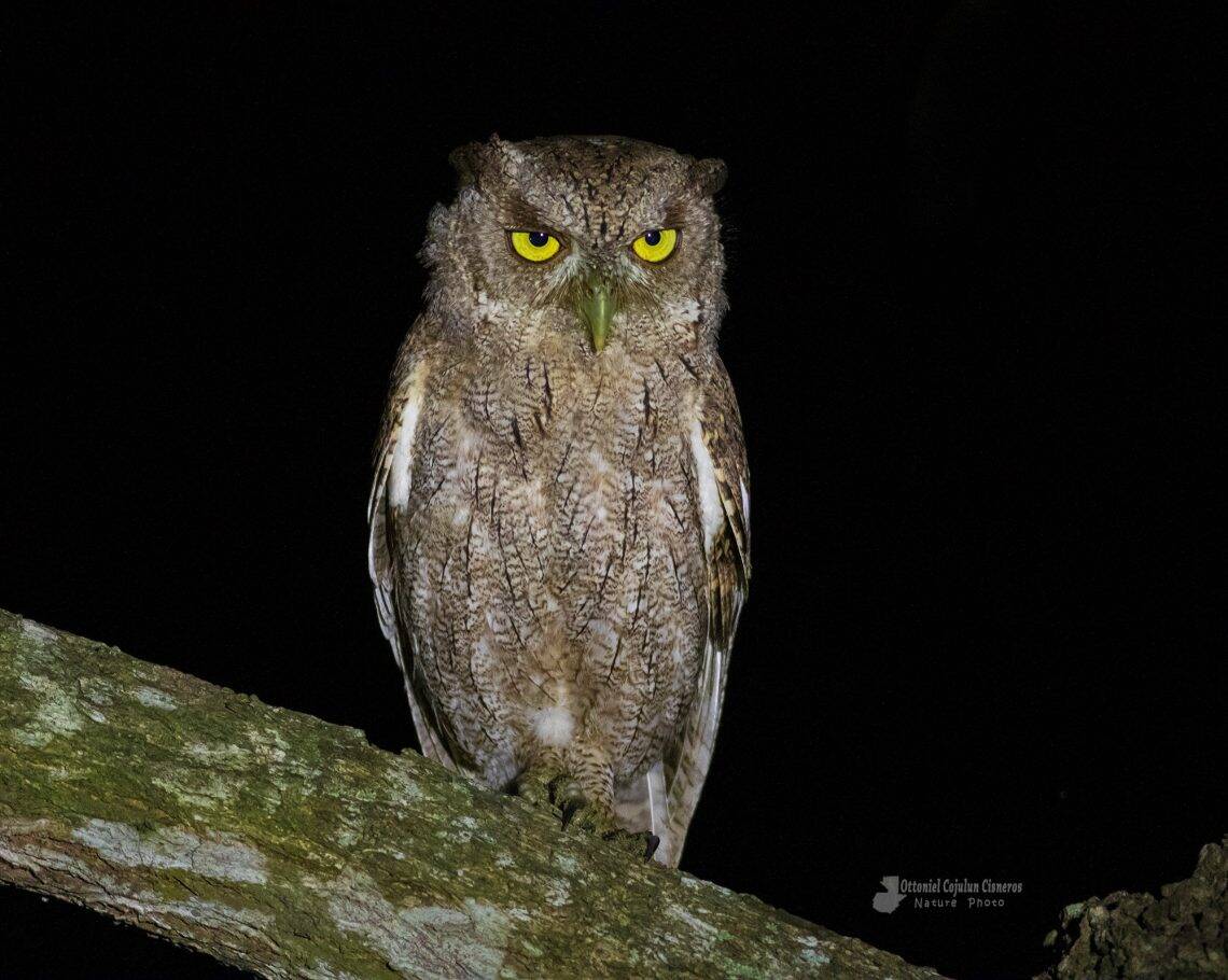 Tecolote de Cooper (Megascops cooperi), especie rapaz nocturna que se alimenta de insectos y roedores. Originario de Centro América. Este ejemplar fue captado en La Democracia, Escuintla. Fotografía Ottoniel Supertramp