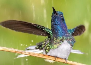 colibri cola blanca ottoniel cojulun cisneros