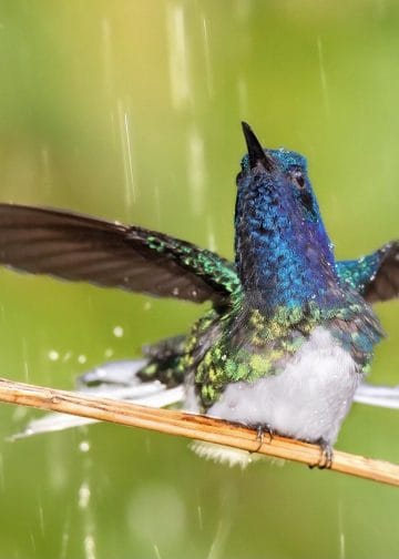 colibri cola blanca ottoniel cojulun cisneros