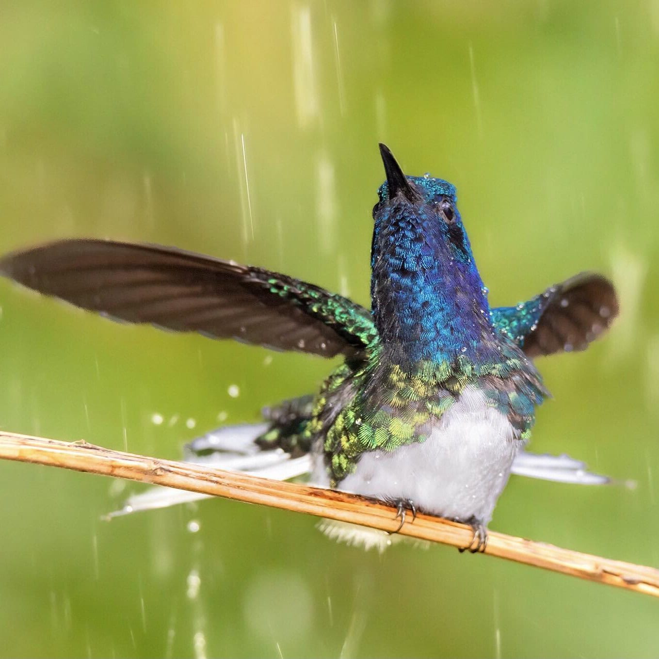 Avifotógrafo Ottoniel Cojulún retrata la vida con alas en Guatemala: deslumbrante galería de imágenes