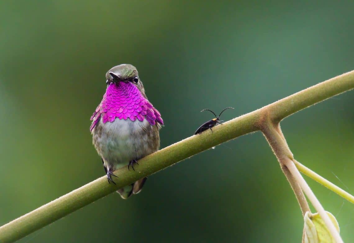 Existen unas 350 especies de colibrí en todo el mundo; en Guatemala hay alrededor de 30. Una de las más llamativas es el Colibrí Garganta de Vino (Selasphoros ellioti) que puede ser visto en jardines y bosques del país. (Fotografía Ottoniel Supertramp)