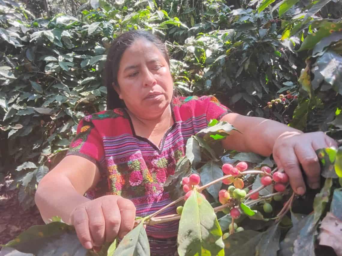 Lograr la mejora en el cultivo y procesado del café que produce en su terreno es la siguiente gran meta de Gloria Gonzalez, de su hijo Lucas Gabriel y de toda la familia. (Foto Gustavo Montenegro en aldea Hacienda Vieja, San José Poaquí, Chimaltenango)