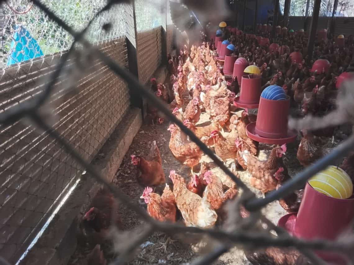 El cacareo de las gallinas se escucha desde el otro lado de la ladera y crece conforme te acercas. Actualmente hay 800 aves y la producción ronda los 500 a 600 huevos diarios.