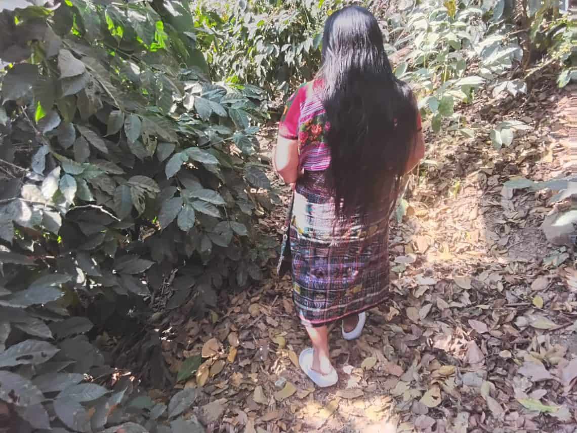 "Hemos mejorado con mucho aprendizaje y hemos mejorado con más empoderamiento. Solo queremos trabajar y salir adelante", dice Gloria Gonzalez Jorge mientras atraviesa su sembradío de cafetales, entre el sonido de aves y el crujir de las hojas. El estiércol de las gallinas forma parte del abono para este cultivo, cuyo grano espera pronto poder procesar artesanalmente para lograr mejor precio. Pero no está sola en este camino: su familia es su fortaleza. (Foto Gustavo Montenegro)