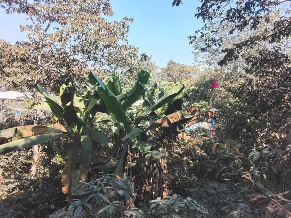 Enmedio de este bosque de sombra bajo el cual crecen y florecen los cafetos también está el gallinero sostenible de Gloria González Jorge, en Hacienda Vieja, San José Poaquíl, Chimaltenango (Foto Gustavo Montenegro)