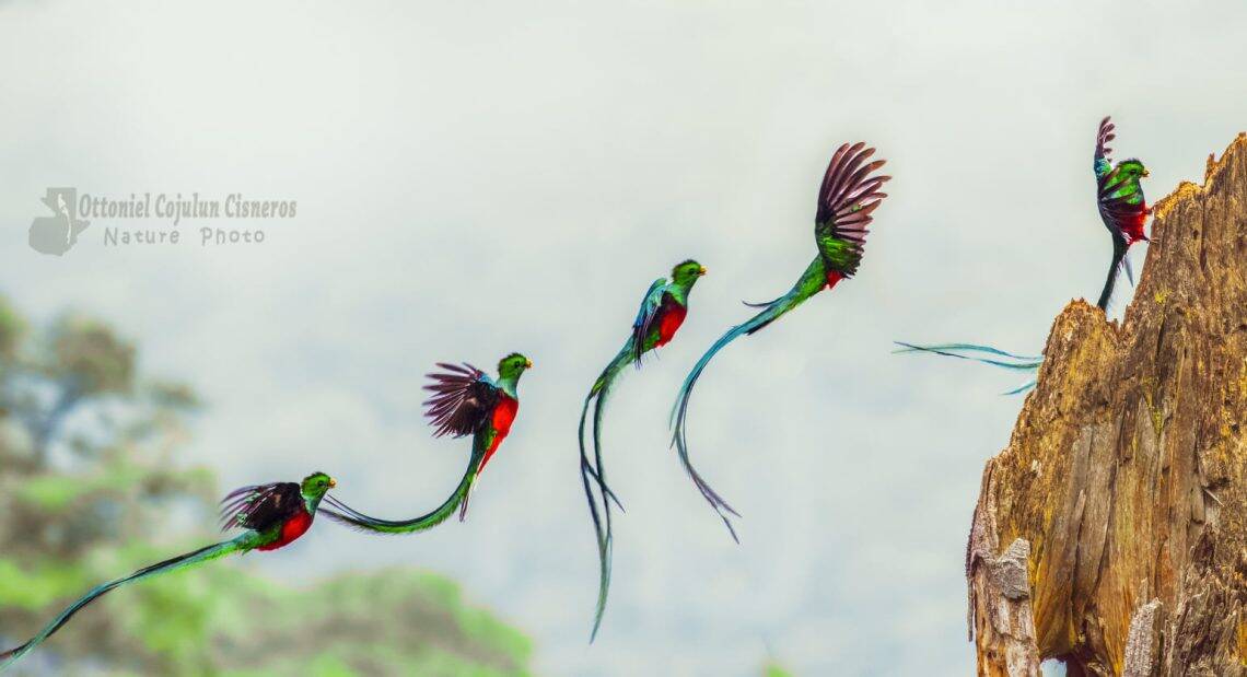 Secuencia del Quetzal, ave nacional de Guatemala, al llegar al tocón donde tiene su nido, en la reserva Mirador Rey Tepepul en Atitlán. (Foto Ottoniel Cojulún Cisneros)