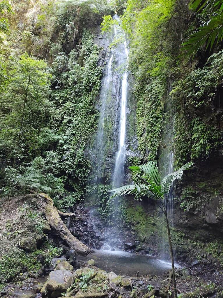En el interior de la reserva hay riachuelos y cascadas, enmedio del canto de pájaros. (Foto redes sociales Parque Mirador Rey Tepepul)
