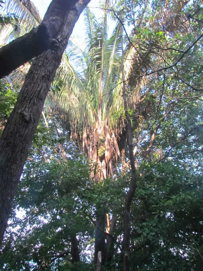 La flor de corozo proviene de un tipo de palmera: su aroma es el símbolo olfativo inconfundible de la Semana Santa Guatemalteca, pero su uso tiene antecedentes prehispánicos.