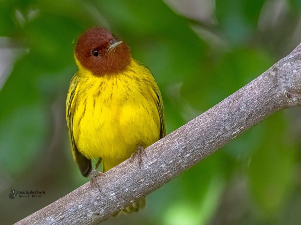 Reinita del Manglar (Setophaga petechia) captada en el área de manglares de Sipacate, Escuintla. Se alimenta principalmente de insectos. Fotografía Ottoniel Supertramp