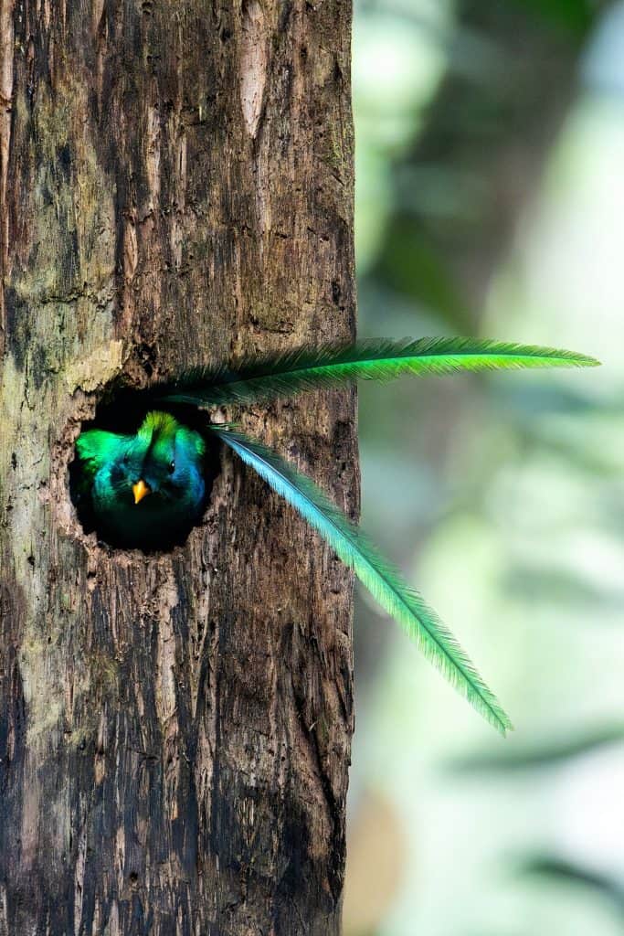 Fotografías de David Rojas, guatemalteco