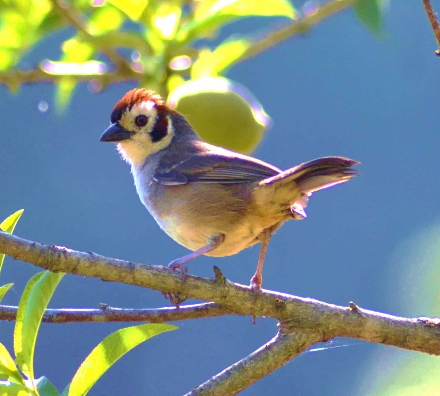 Día de la Biodiversidad: Guatemala posee un tesoro único y puedes ir a admirarlo