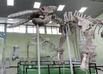 museo paleontologia estanzuela zacapa
