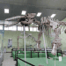 museo paleontologia estanzuela zacapa
