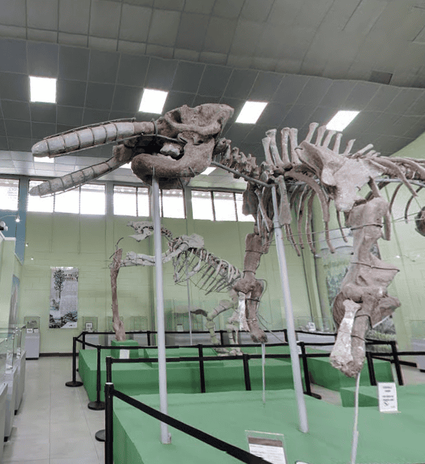 museo paleontologia estanzuela zacapa