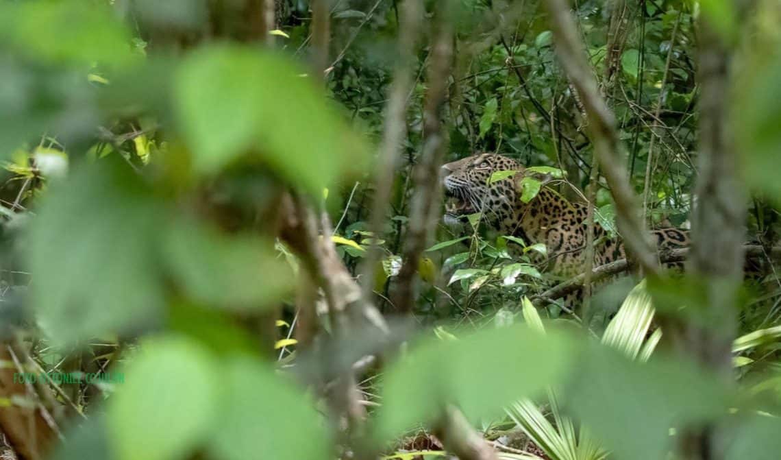 BANNER JAGUAR EN LA SELVA POR OTTONIEL COJULUN FOTOGRAFO GUATEMALTECO