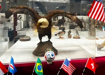 mundial de las aves en museo camarillo muestra en museo de aves de camarillo california rene corado guatemalteco migrante – SoyMigrante.com REVISTA mundial de las aves en museo camarillo muestra en museo de aves de camarillo california rene corado guatemalteco migrante