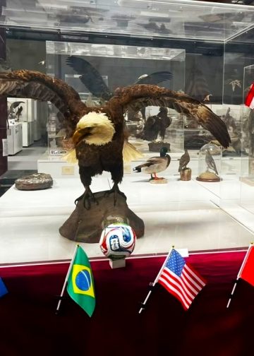 mundial de las aves en museo camarillo muestra en museo de aves de camarillo california rene corado guatemalteco migrante