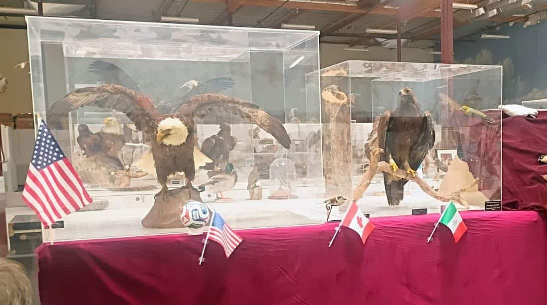 No podían faltar el Aguila Calva de Estados Unidos y el Aguila Real de México, para representar a ambos países organizadores del Mundial de Futbol 2026 en el Mundial de las Aves del Museo de Camarillo (Foto René Corado)