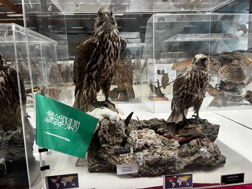 Las selecciones y países participantes en el Mundial de Futbol tienen una simbólica representación en el Mundial de las Aves, a través de especies oriundas de esos países conservadas en el Museo de Camarillo, California, dirigido por René Corado, biólogo migrante guatemalteco. (Foto cortesía René Corado)
