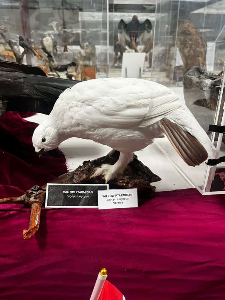 Un lagópodo escandinavo, de la familia de los faisanes, representa a Noruega en el Mundial de las Aves (Foto cortesía René Corado)
