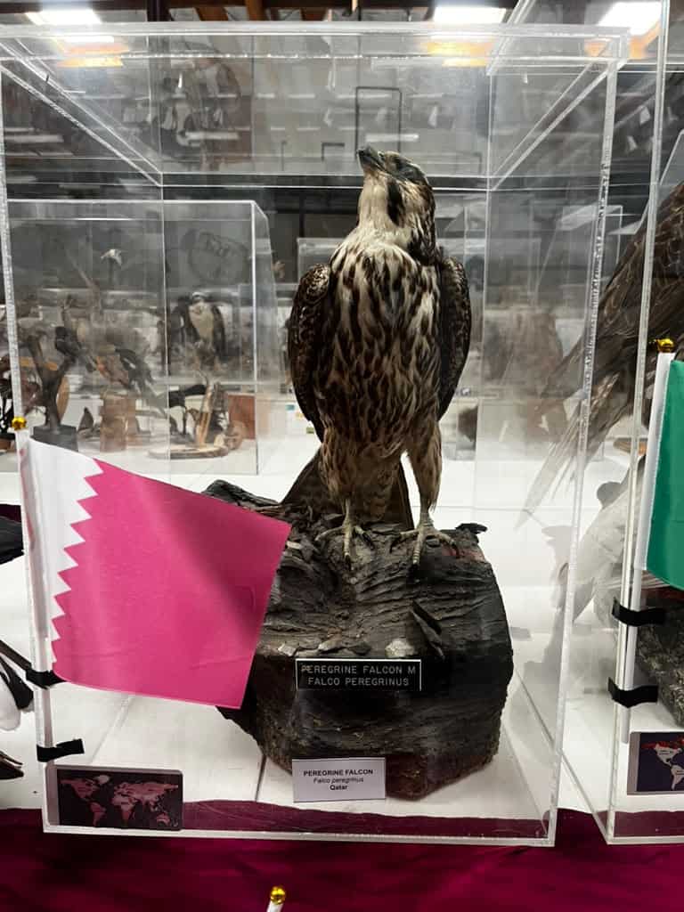 Un Halcón Peregrino simboliza la presencia de Qatar en el Mundial de las Aves en el museo de Camarillo California, (foto cortesía René Corado