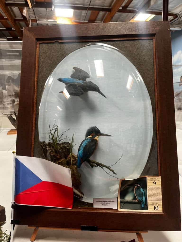 Una pareja de Martín Pescador de la República Checa en el Mundial de las Aves del Museo de vida silvestre de Camarillo, California. (Foto cortesía René Corado)