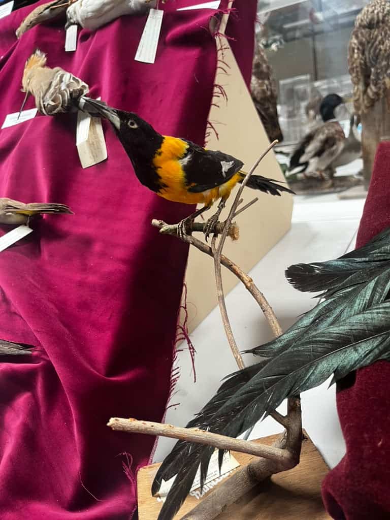 Esta especie de turpial representa a la selección de Curazao, que por primera vez llega al mundial de Futbol y por supuesto al Mundial de las Aves