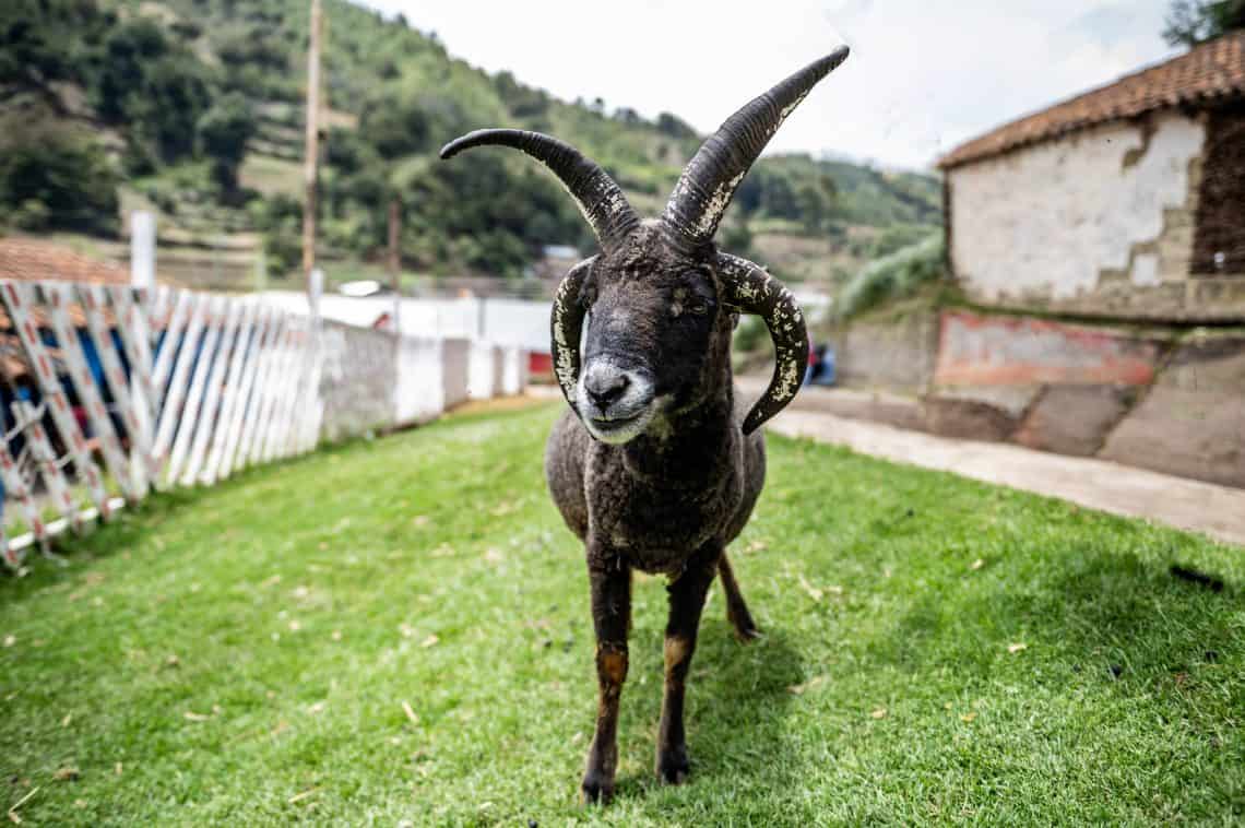 Las ovejas de cuatro cuernos son fascinantes: no las puedes ver solo una vez. (Fotos Abel Juárez)