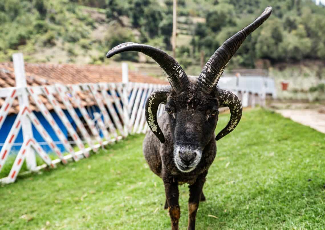 El ejemplar macho de oveja de cuatro cuernos posa para la fotografía. En la finca Ovejas y Llamas de la Sierra hay además hermosas vistas, paz y aire puro.