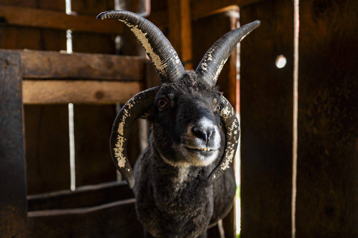 Las ovejas de cuatro cuernos son fascinantes: no las puedes ver solo una vez. (Fotos Abel Juárez)