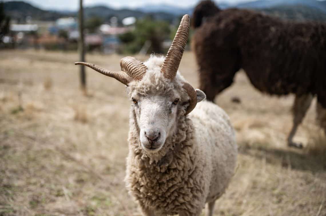 Después de que la miras una vez, quieres volver a admirar la forma de sus distintivos cuernos, que tienen el poder mágico de despertar una sonrisa. (Foto Abel Juárez)