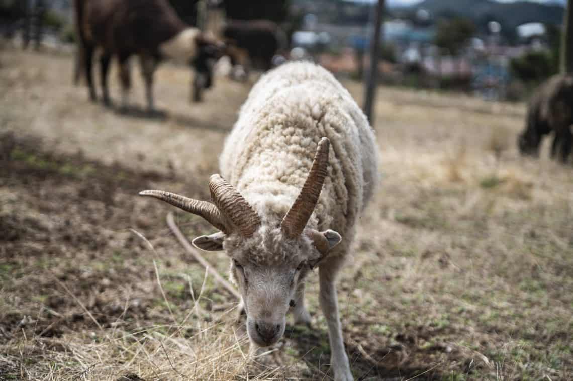 Las ovejas de cuatro cuernos son fascinantes: no las puedes ver solo una vez. (Fotos Abel Juárez)