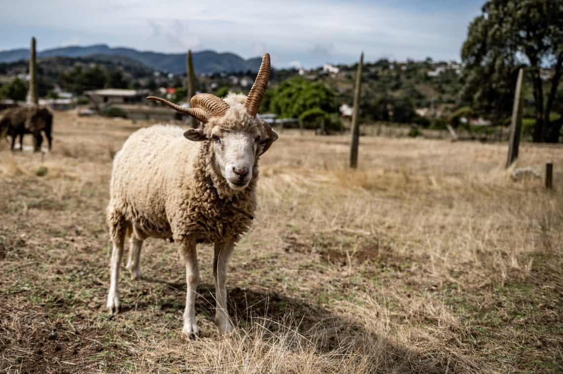 Las ovejas de cuatro cuernos son fascinantes: no las puedes ver solo una vez. (Fotos Abel Juárez)
