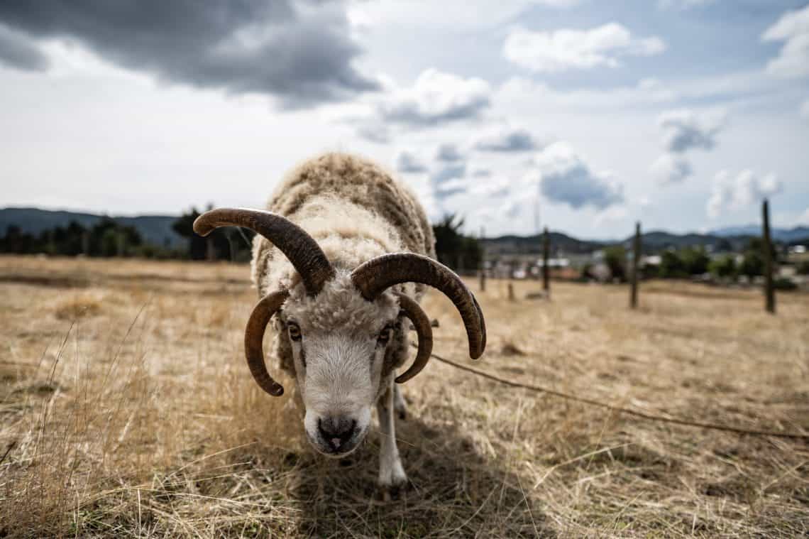 Las ovejas de cuatro cuernos son fascinantes: no las puedes ver solo una vez. (Fotos Abel Juárez)